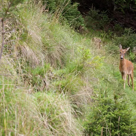 Brixen Near Lift Apartment